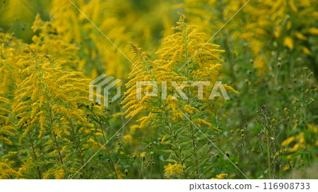 Goldenrod (Golden rod) 116908733