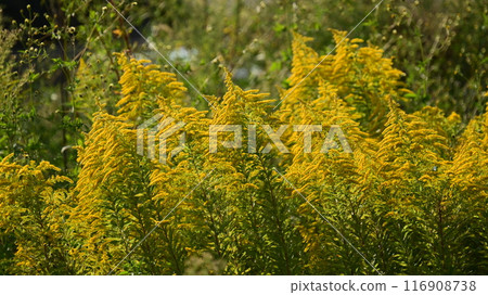 Goldenrod (Golden rod) Goldenrod (Golden rod) 116908738