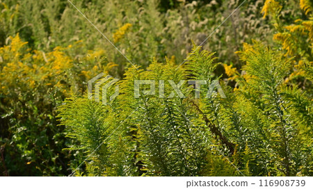 Goldenrod (Golden rod) Goldenrod (Golden rod) 116908739