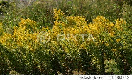 Goldenrod(金棒) Goldenrod(金棒) 116908740