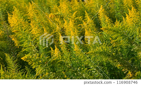 Goldenrod（金棒） 116908746