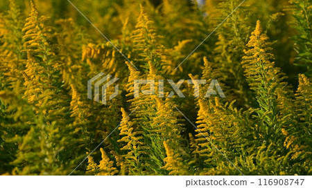 Goldenrod (Golden rod) 116908747