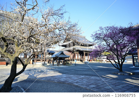 興勝寺梅樹 2023 116908755