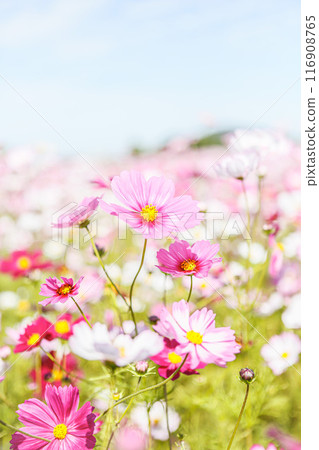 Beautiful pink cosmos scenery photographed at the Fujiwara Palace ruins in Nara Prefecture Beautiful pink cosmos scenery photographed at the Fujiwara Palace ruins in Nara Prefecture 116908765