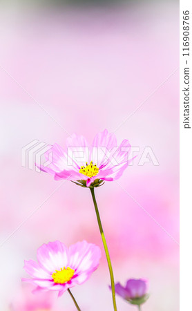 Beautiful pink cosmos scenery photographed at the Fujiwara Palace ruins in Nara Prefecture 116908766