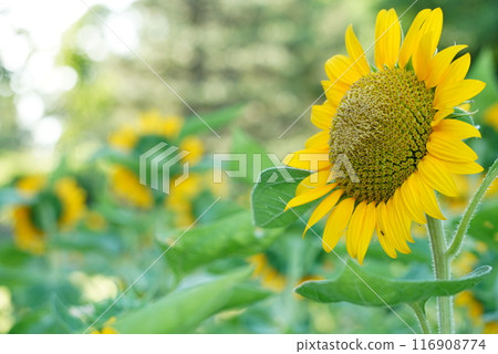 Sunflower field 116908774