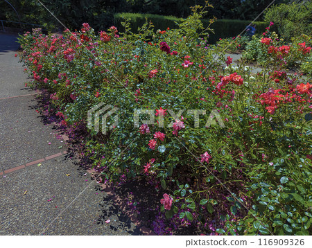 Beautiful Roses in the Garden. Peninsula Park Rose Garden in Portland, Oregon Beautiful Roses in the Garden. Peninsula Park Rose Garden in Portland, Oregon 116909326