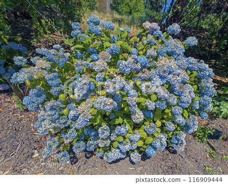 Largeleaf Hydrangea Macrophylla Blue in Portland in summer. Beautiful light blue flowers 116909444