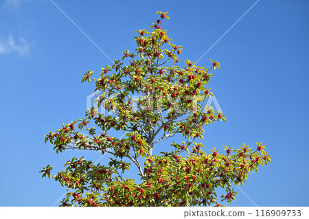 Ilex rotunda (also for lucky charms) 116909733
