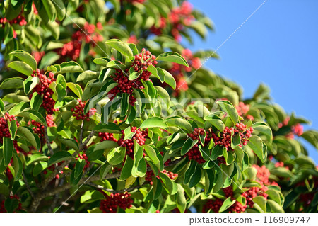 Ilex rotunda (also for lucky charms) 116909747