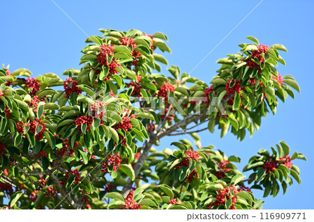 冬青圓形大廳(也用於幸運符) 冬青圓形大廳(也用於幸運符) 116909771