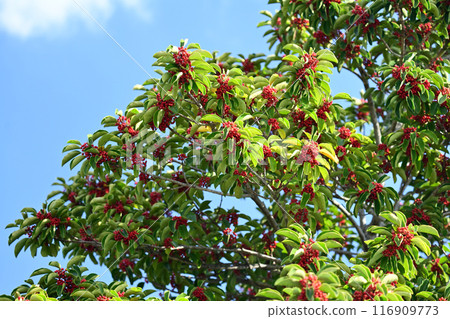 Ilex rotunda (also for lucky charms) 116909773