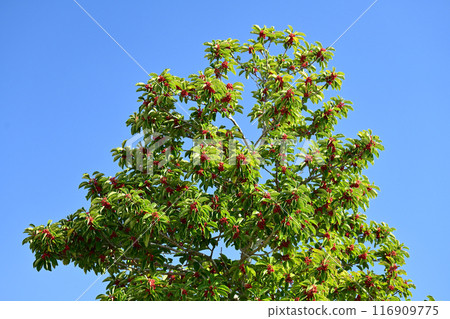 Ilex rotunda (also for lucky charms) 116909775