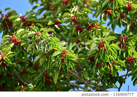 冬青圓形大廳(也用於幸運符) 冬青圓形大廳(也用於幸運符) 116909777