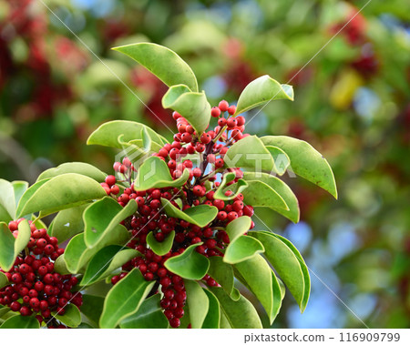 冬青圓形大廳(也用於幸運符) 冬青圓形大廳(也用於幸運符) 116909799