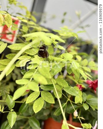 Butterfly on a flower in the garden. Shallow depth of field. Butterfly on a flower in the garden. Shallow depth of field. 116909979
