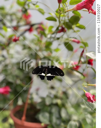 Butterfly on a flower in the garden. Shallow depth of field. Butterfly on a flower in the garden. Shallow depth of field. 116910027