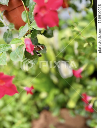 Butterfly on a flower in the garden. Shallow depth of field. Butterfly on a flower in the garden. Shallow depth of field. 116910028