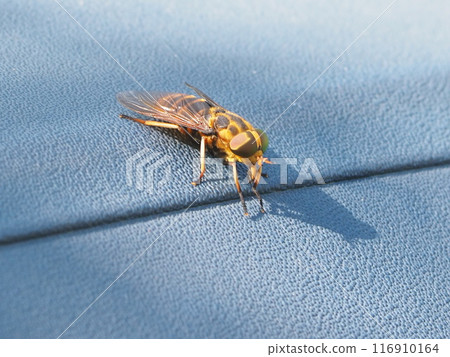 A hoverfly resting on a car hood 116910164