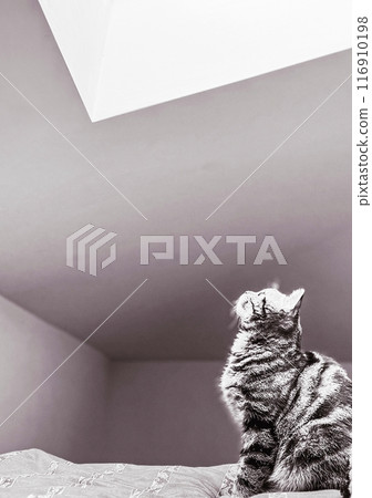 Black and white photo of a cat sitting on the bed at home looking at the opened window at roof apartment Black and white photo of a cat sitting on the bed at home looking at the opened window at roof apartment 116910198