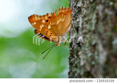 Komurasaki 116910199