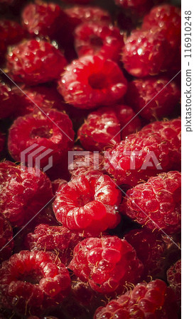 Raspberry berries. Autumn harvest. Making jam and sauce. Macro photography. Raspberry berries. Autumn harvest. Making jam and sauce. Macro photography. 116910248