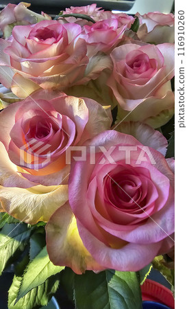 Decorative house plants. Decoration of room interior. Large colored leaves. Decorative house plants. Decoration of room interior. Large colored leaves. 116910260