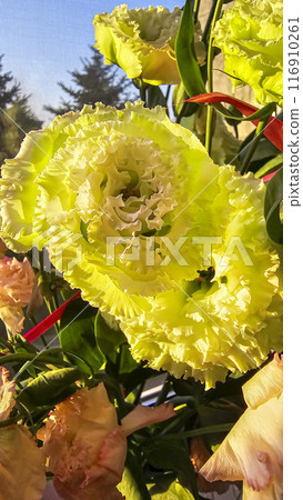 Decorative house plants. Decoration of room interior. Large colored leaves. Decorative house plants. Decoration of room interior. Large colored leaves. 116910261