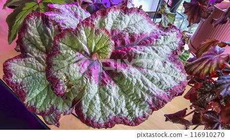 Decorative house plants. Decoration of room interior. Large colored leaves. 116910270