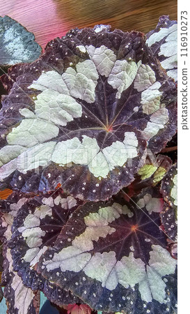 Decorative house plants. Decoration of room interior. Large colored leaves. 116910273