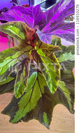 Decorative house plants. Decoration of room interior. Large colored leaves. Decorative house plants. Decoration of room interior. Large colored leaves. 116910276
