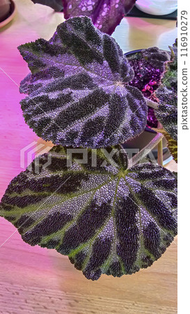 Decorative house plants. Decoration of room interior. Large colored leaves. 116910279