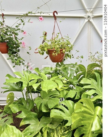 Red flowers with butterflies on a pot on a wooden fence 116910404