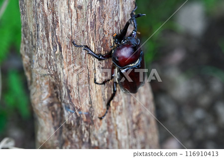 爬樹的甲蟲 116910413