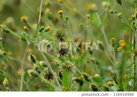 鬼針草屬 鬼針草屬 116910486