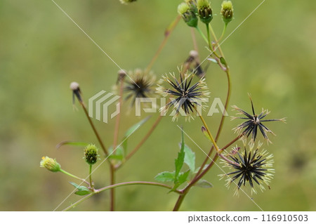 鬼針草屬 鬼針草屬 116910503
