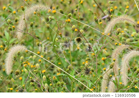 Bidens / Sticky Bugs (genus Bidens) Bidens / Sticky Bugs (genus Bidens) 116910506
