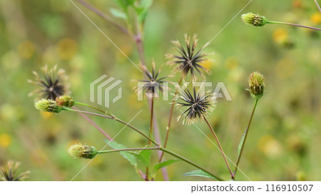 Bidens / Sticky Bugs (genus Bidens) 116910507
