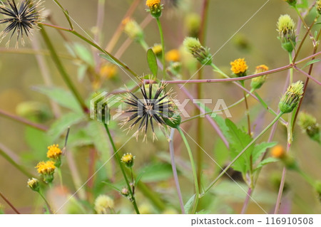 Bidens / Sticky Bugs (genus Bidens) Bidens / Sticky Bugs (genus Bidens) 116910508
