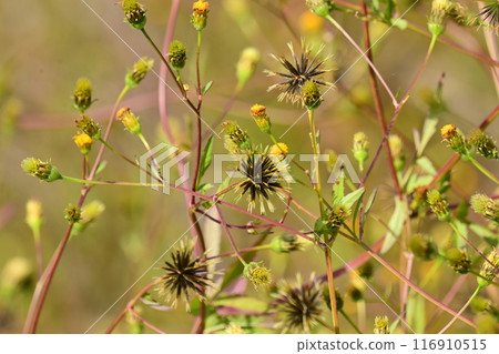 Bidens / Sticky Bugs (genus Bidens) Bidens / Sticky Bugs (genus Bidens) 116910515