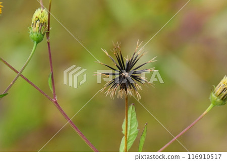 Bidens / Sticky Bugs (genus Bidens) Bidens / Sticky Bugs (genus Bidens) 116910517