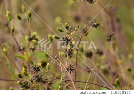 鬼針草屬 116910535
