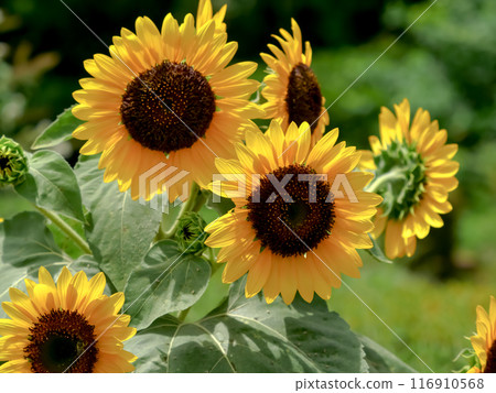 向日葵 116910568