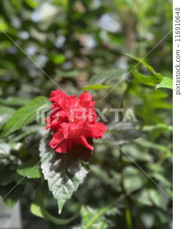Red hibiscus flower in the garden with green leaves background. Shallow depth of field. 116910648