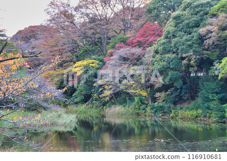 Imperial Palace, Inui Street, Dokan Moat with beautiful autumn foliage (Chiyoda Ward, Tokyo) Imperial Palace, Inui Street, Dokan Moat with beautiful autumn foliage (Chiyoda Ward, Tokyo) 116910681