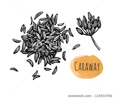 Caraway seeds ink sketch. Caraway seeds ink sketch. 116910768