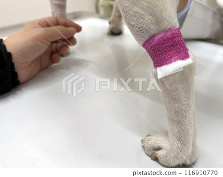 Dog injection marks 116910770