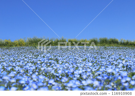 Hanadaka Viewpoint Flower Hill (Nemophila) Hanadaka Viewpoint Flower Hill (Nemophila) 116910908