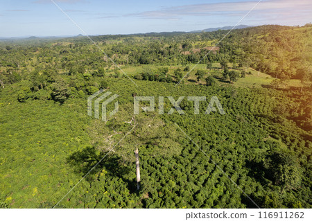 Green meadow landscape in central america 116911262