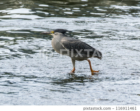 A Japanese night heron walking along the water's edge 116911461